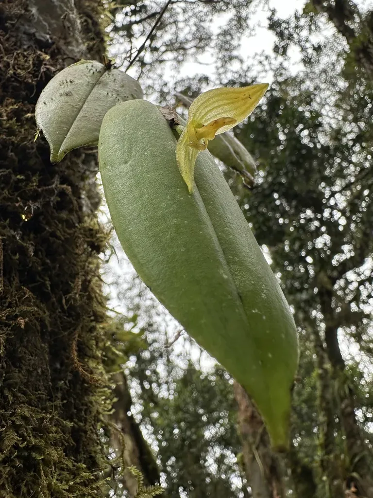 Pleurothallis Serricardia