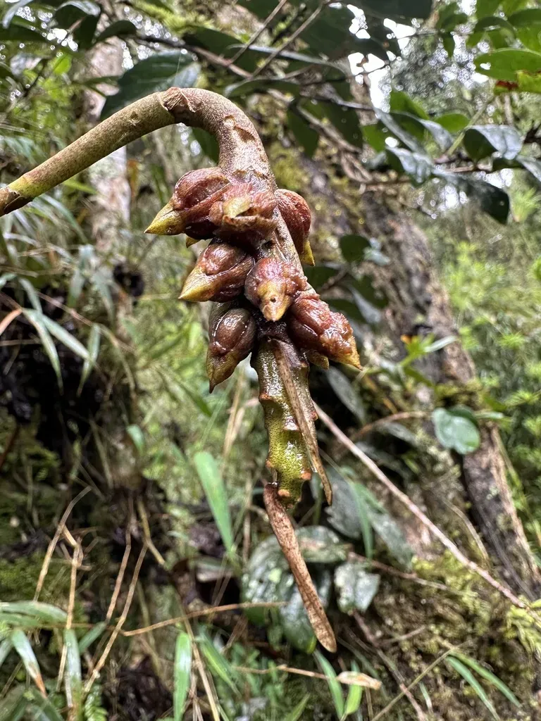 Bulbophyllum Steyermarkii