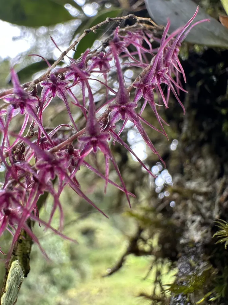 Lepanthopsis Peniculus
