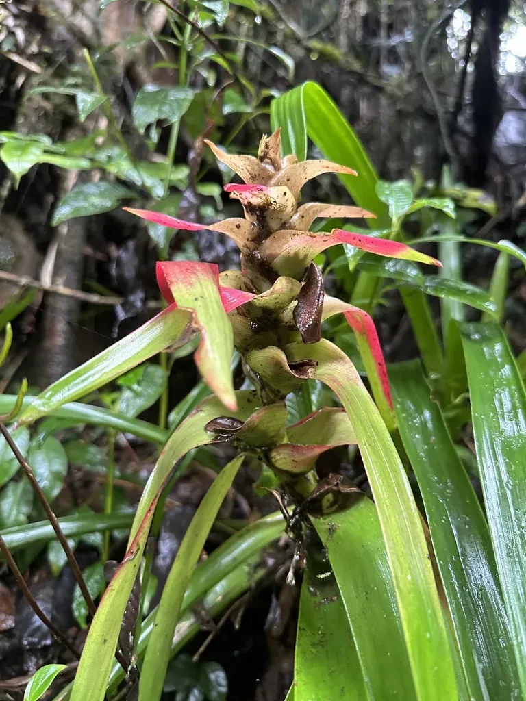 Guzmania Kareniae