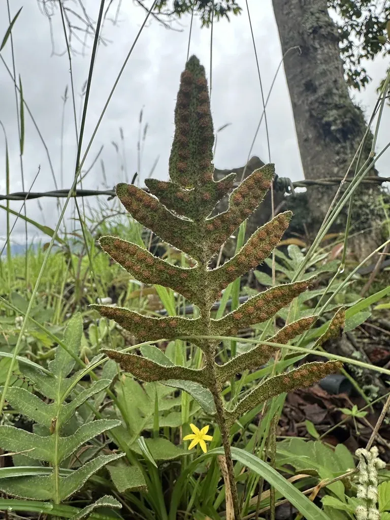 Pleopeltis Thyssanolepis