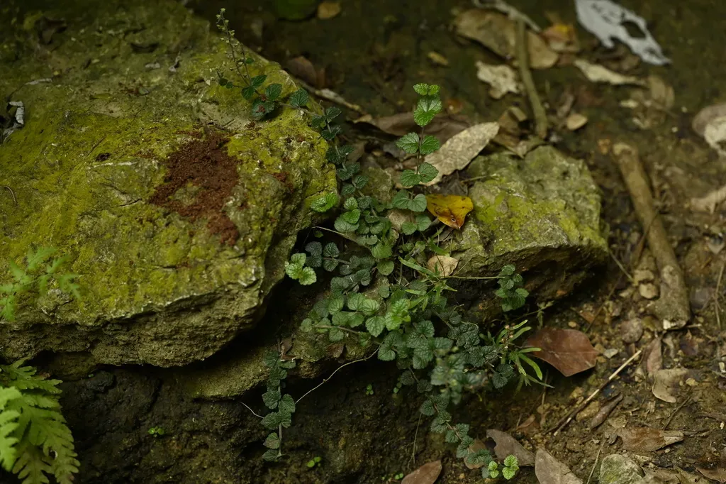 Scutellaria Tashiroi
