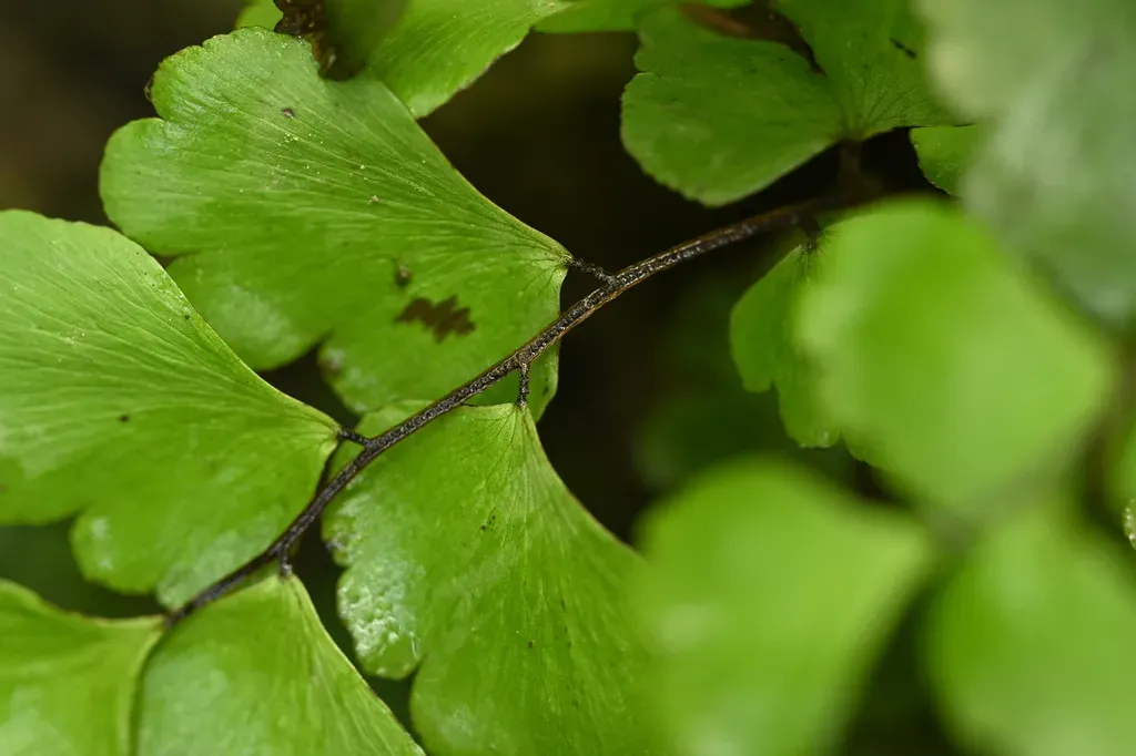 Adiantum Soboliferum