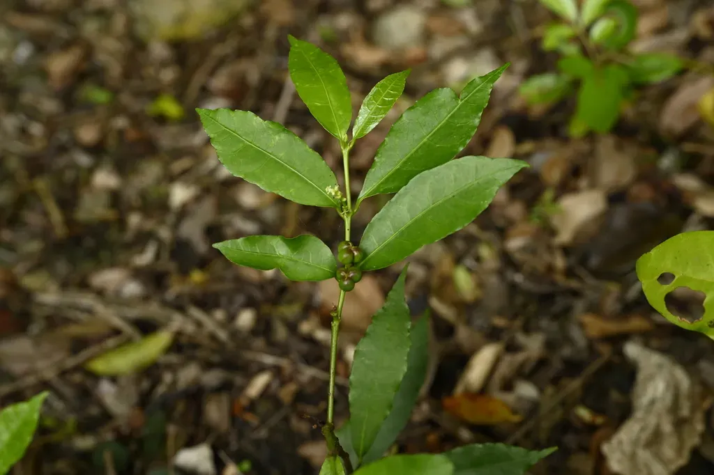 Excoecaria Formosana