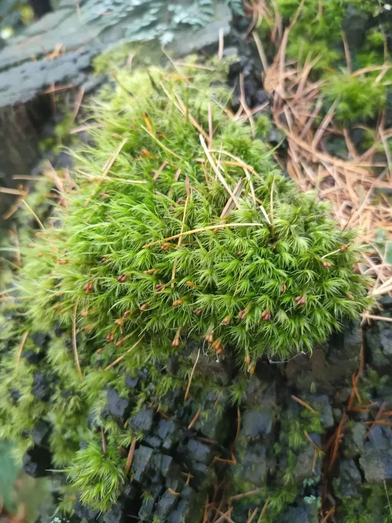 Dicranoloma Fasciatum