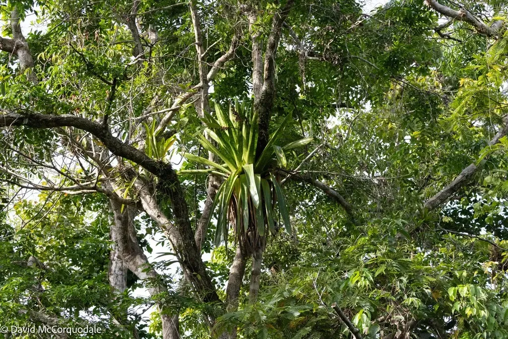Giant Mottled-leaf Werauhia