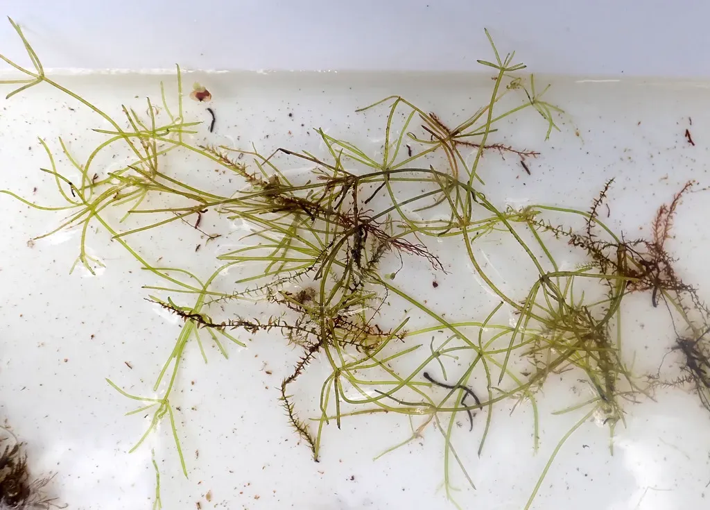 Translucent Stonewort