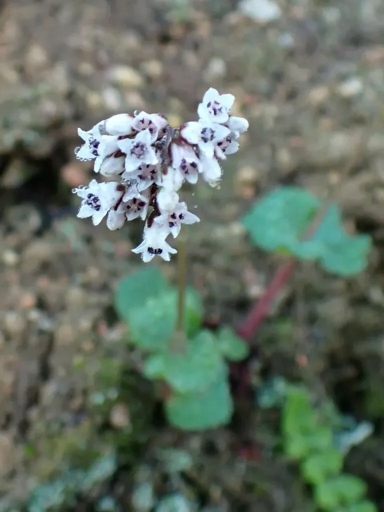 None Widely Documented