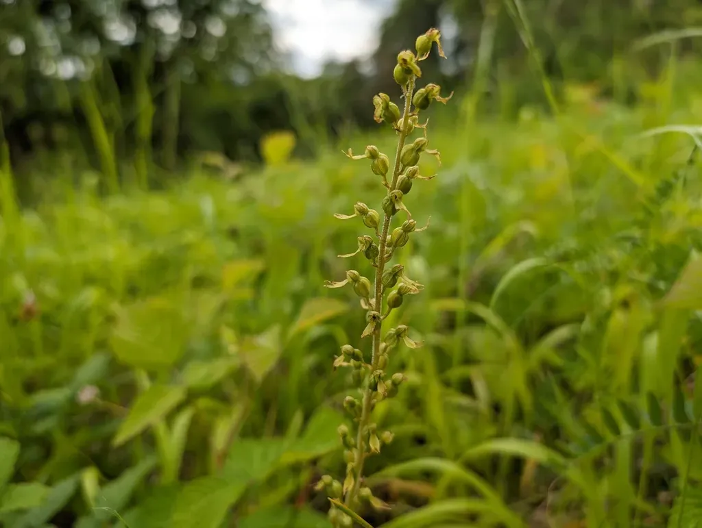 Common Twayblade