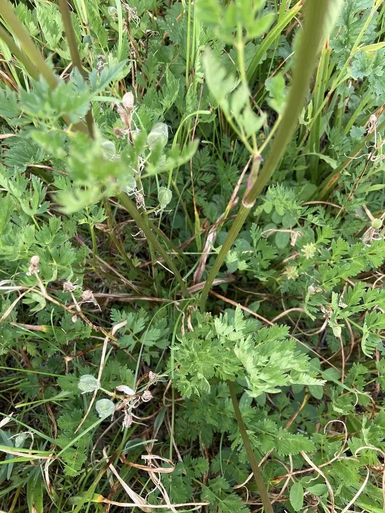 Celery-leafed Lovage