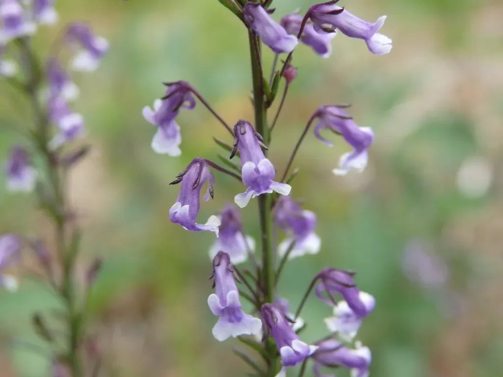 Anarrhinum Longipedicellatum