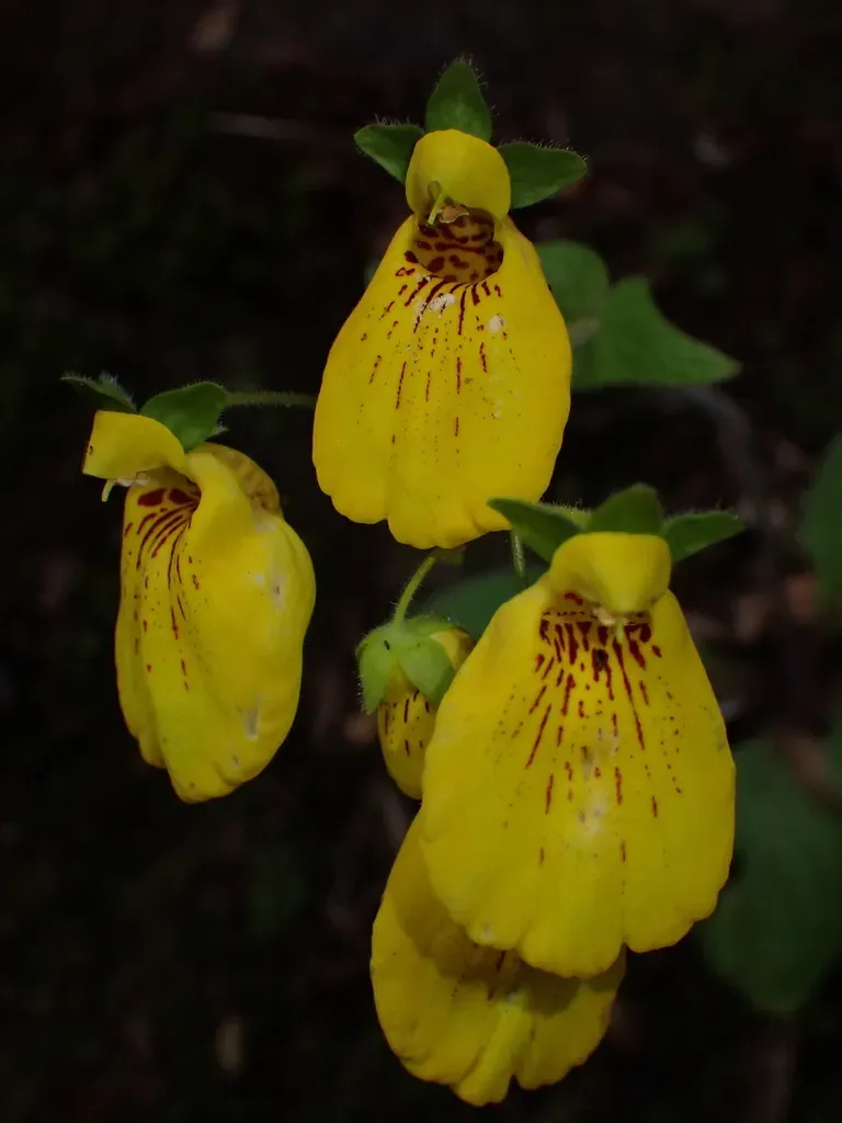 Calceolaria Crenatiflora