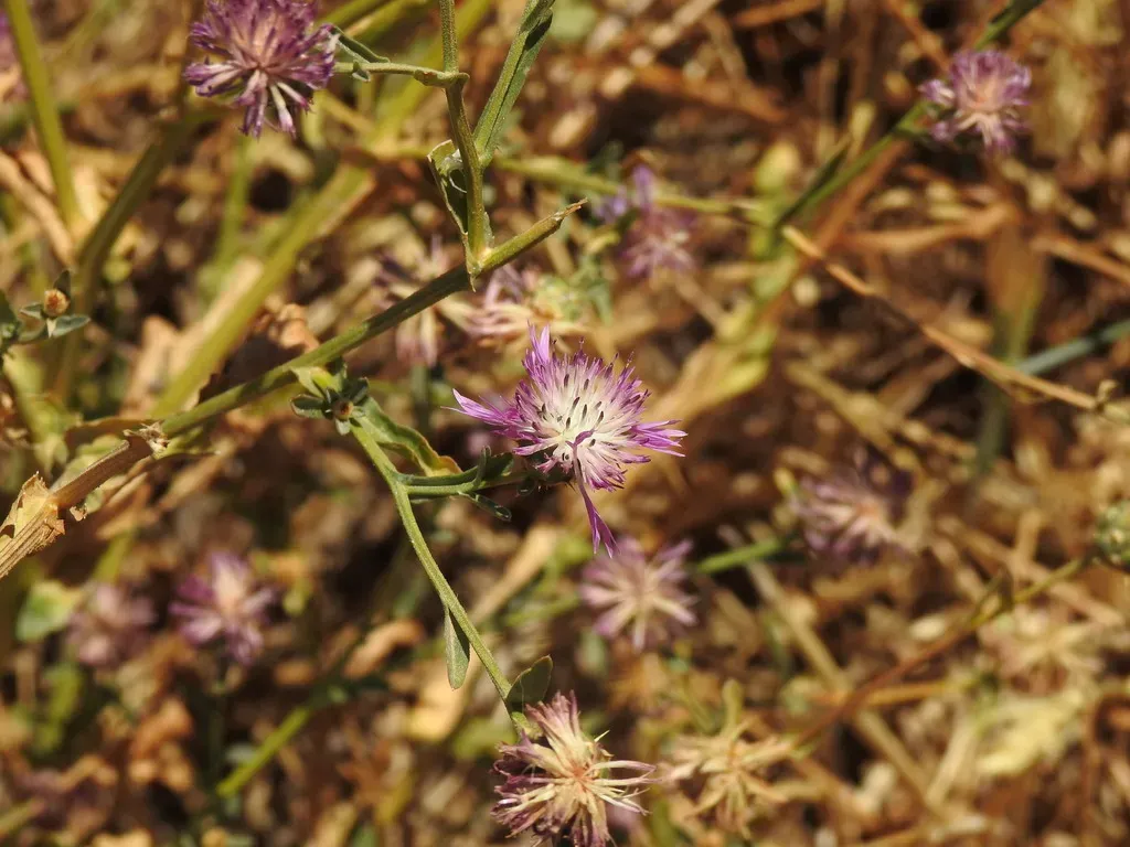 North African Knapweed