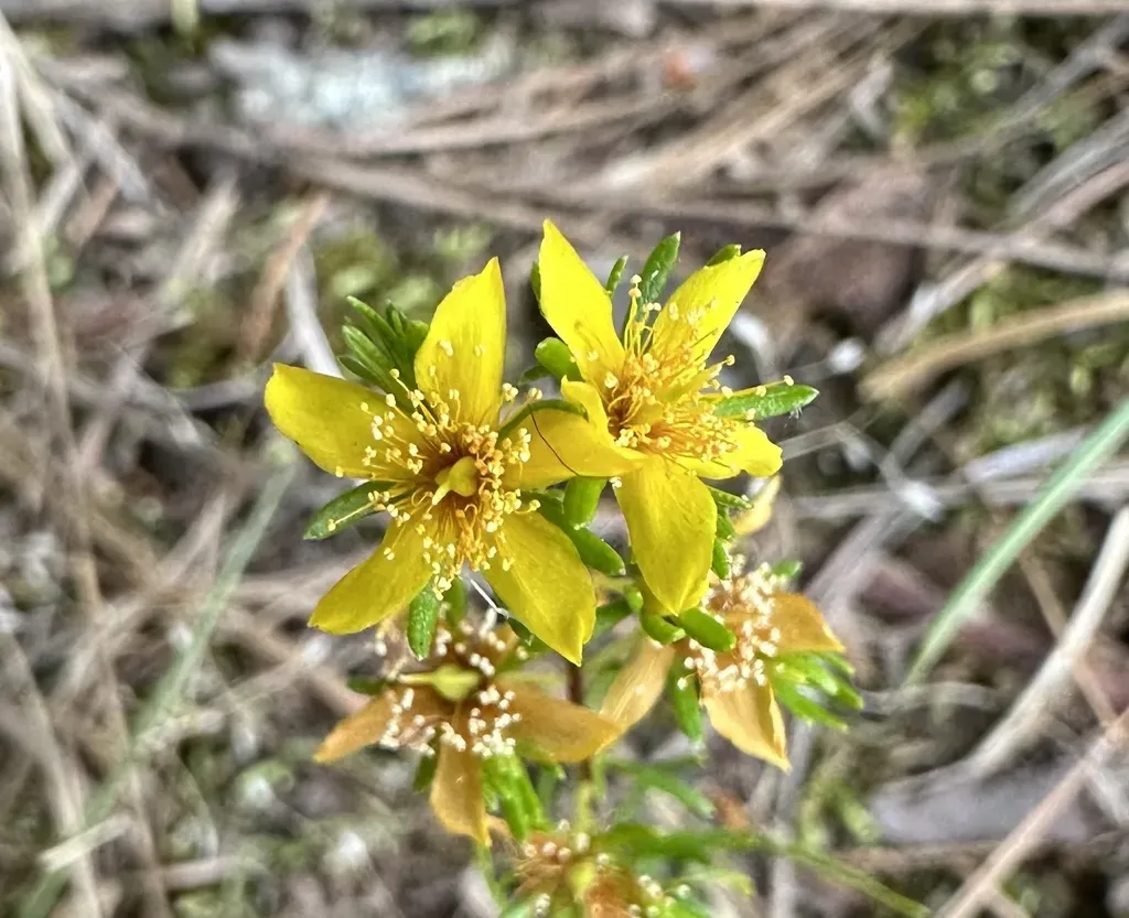 Lloyd's St Johns-wort