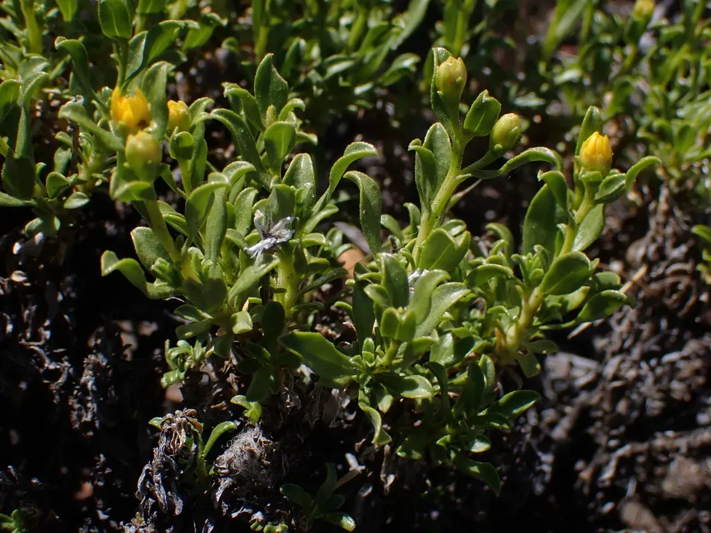 Gutierrezia Baccharoides