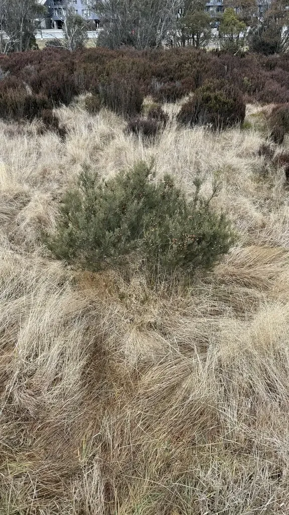 Small-fruit Hakea