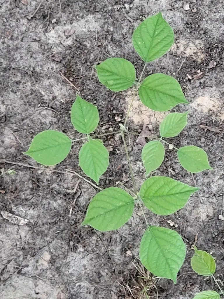 Boykin's Cluster Pea