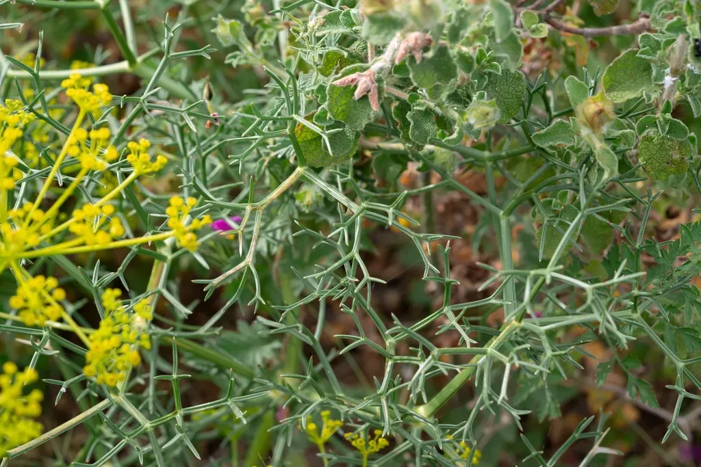 Spiny Basil