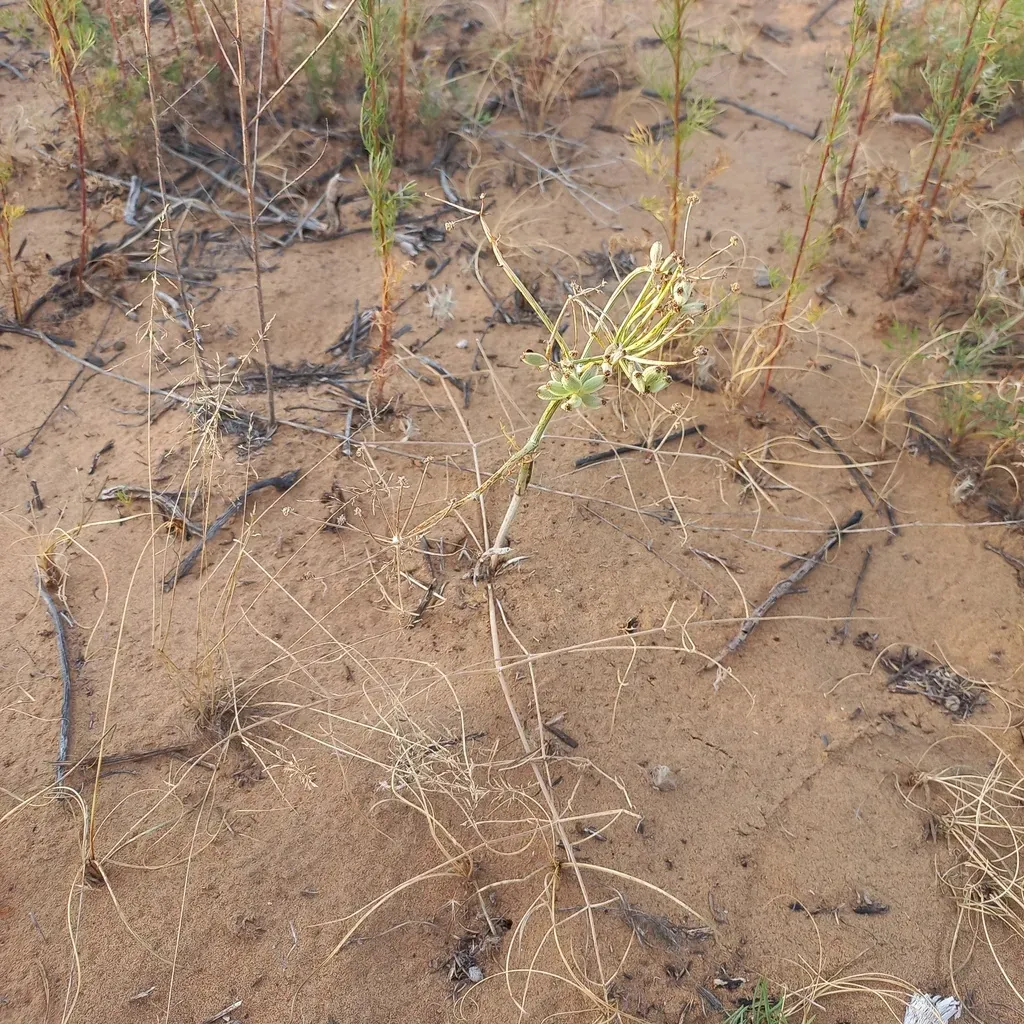 Ferula Lehmannii