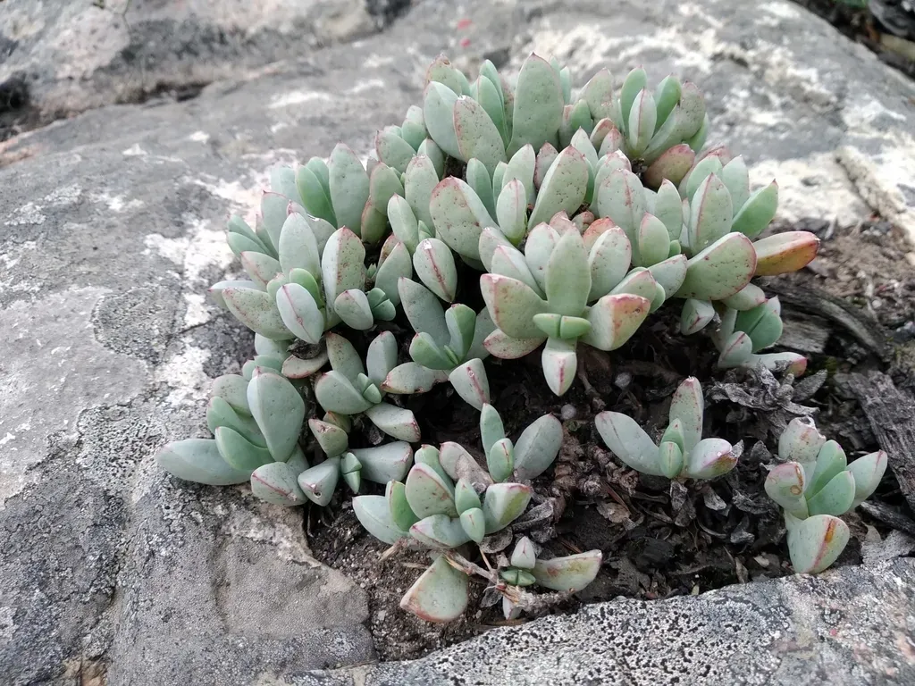 Oscularia Paardebergensis