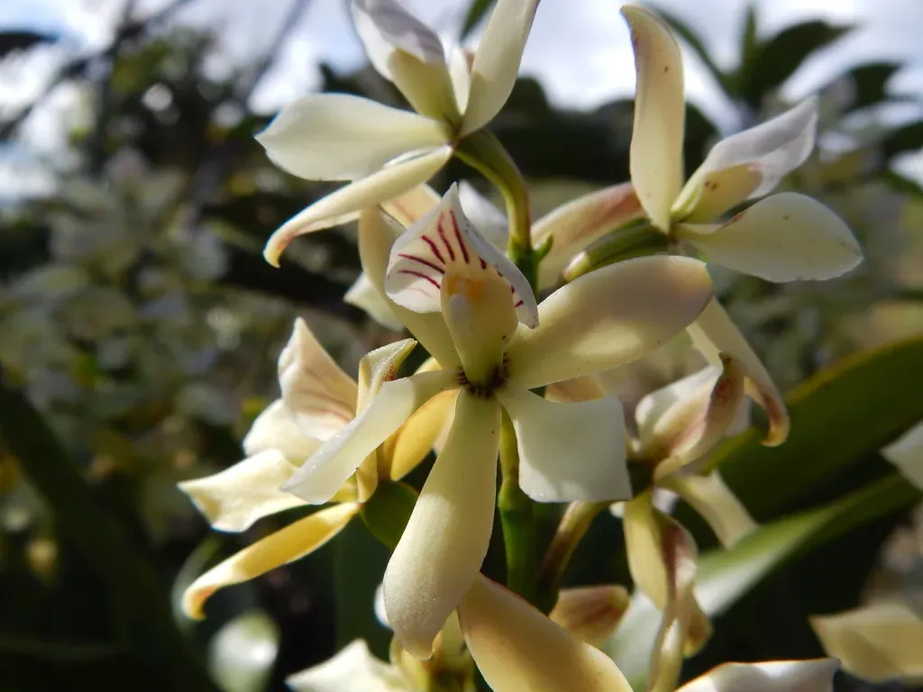 Prosthechea Moojenii