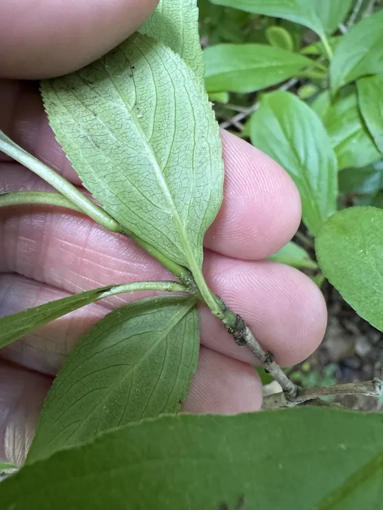 Dahurian Buckthorn