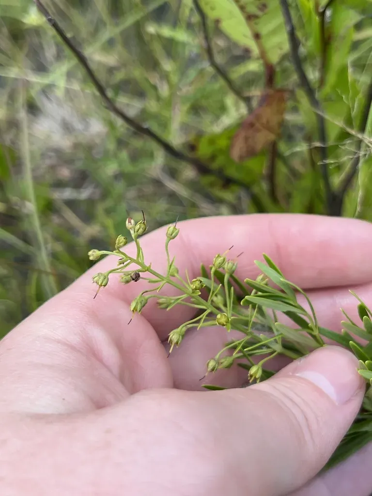 Loomis' Yellow Loosestrife