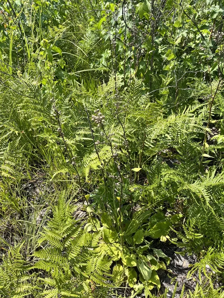 Springflowering Goldenrod