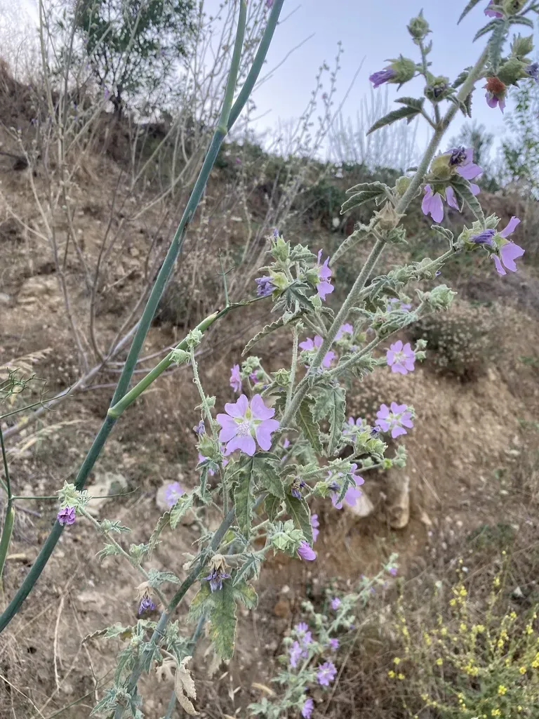 Bryony-leaved Tree-mallow