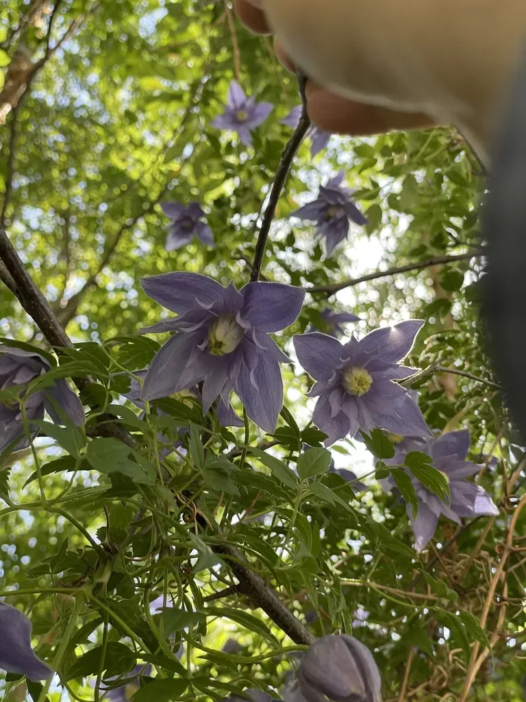Downy Clematis