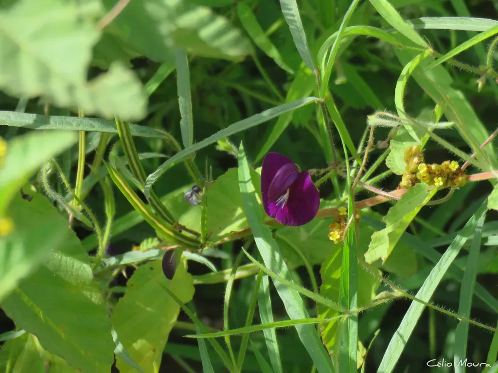 Centrosema Pascuorum