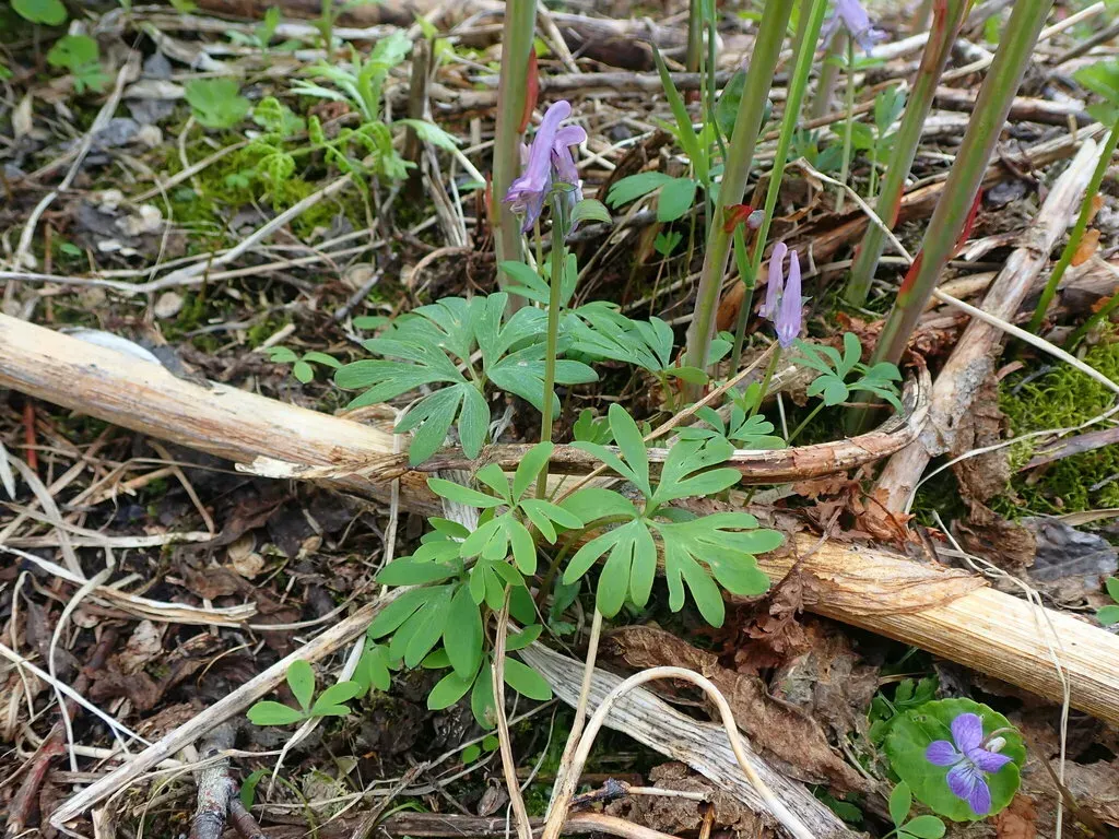 Few-flower Corydalis