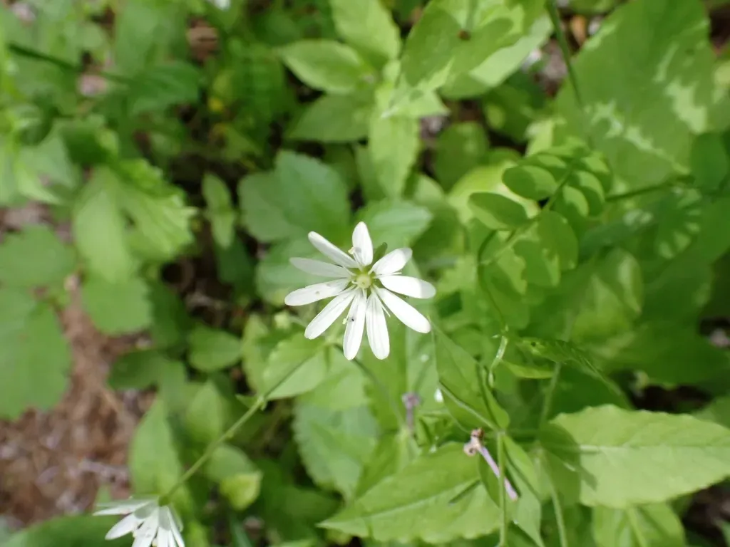 Bunge's Chickweed