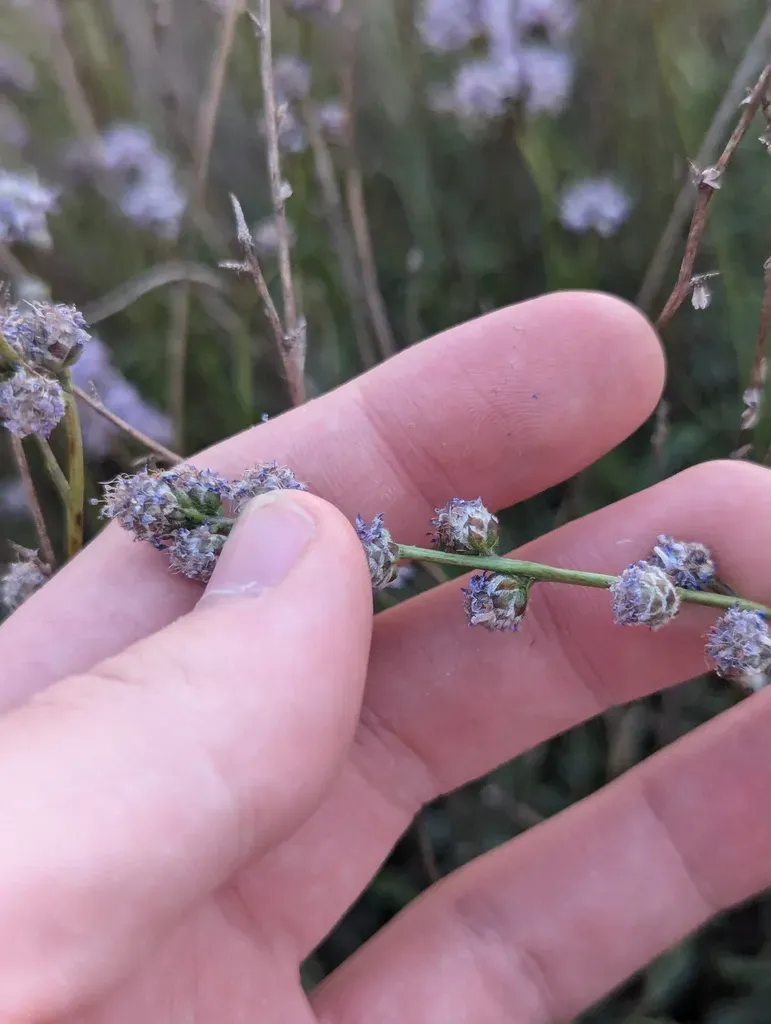 Globularia Orientalis