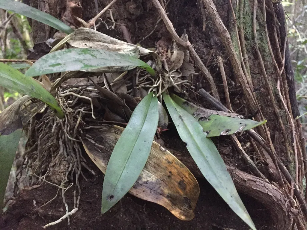 Spotted Mule-ear Orchid