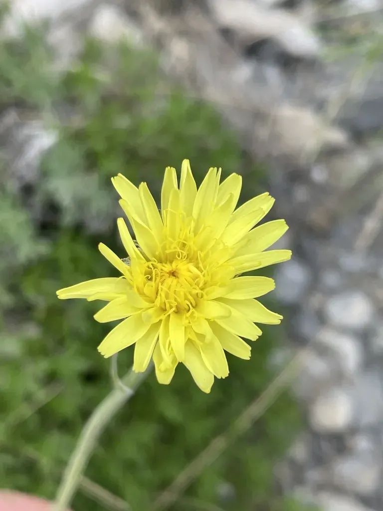 Pyrenean Hawksbeard