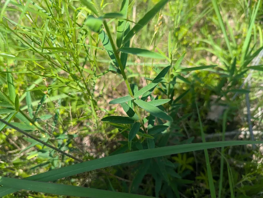 Sessile-leaved Tick-trefoil