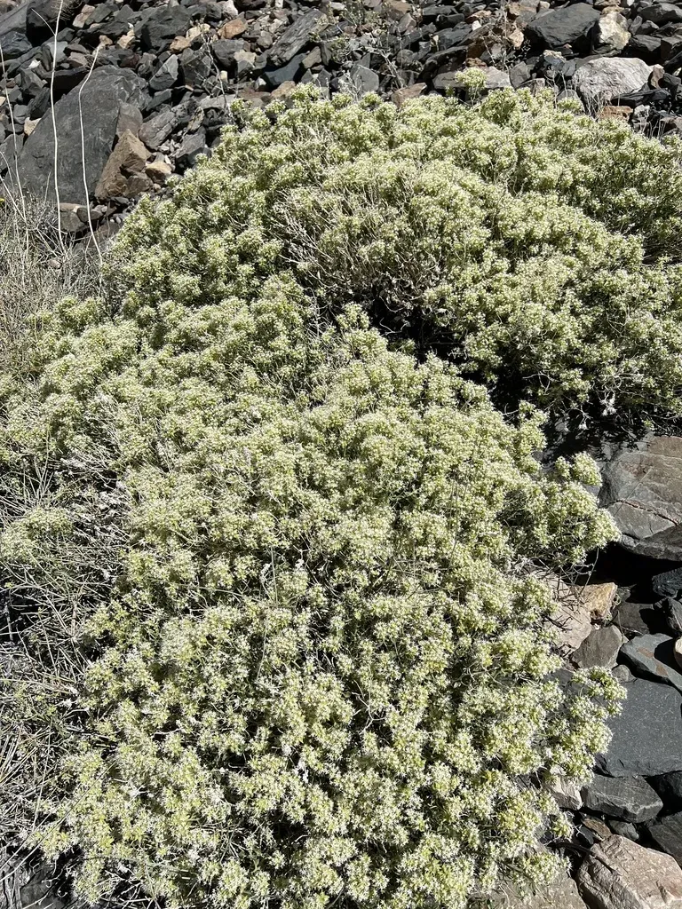 Shiny Sandpaper Plant