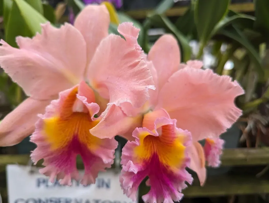 Myrmecophila Grandiflora
