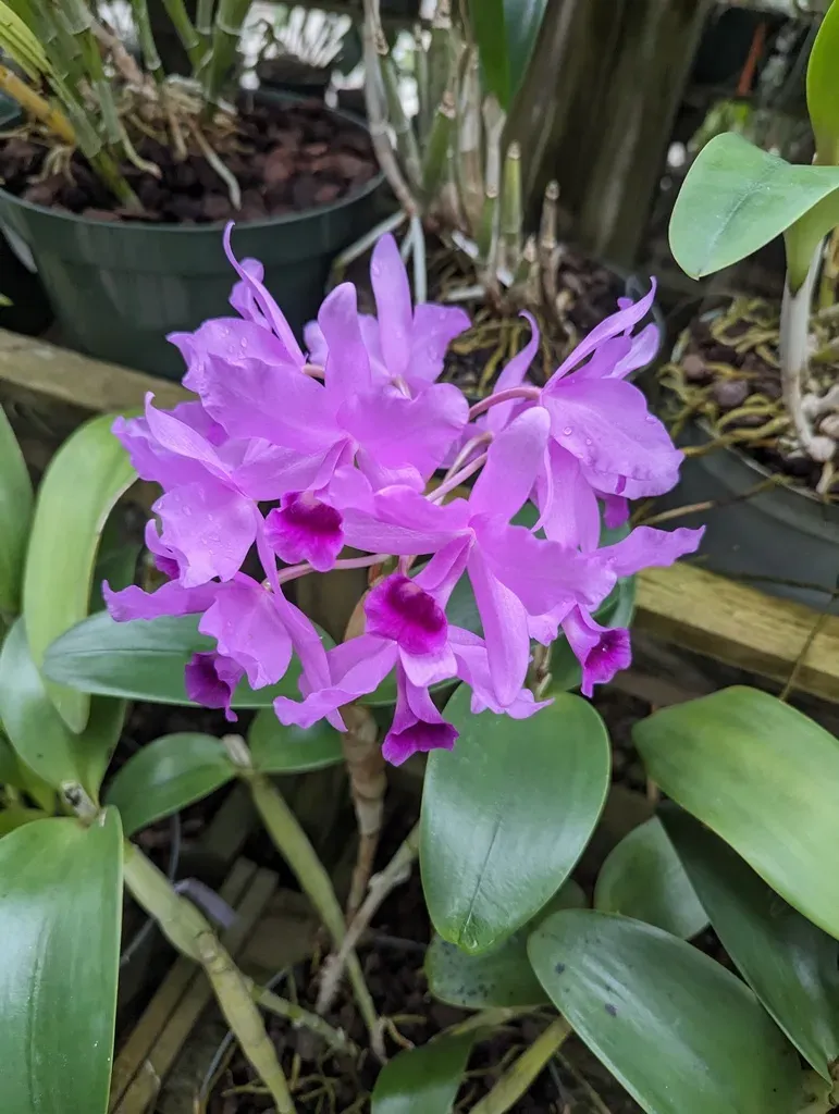 Skinner's Guarianthe