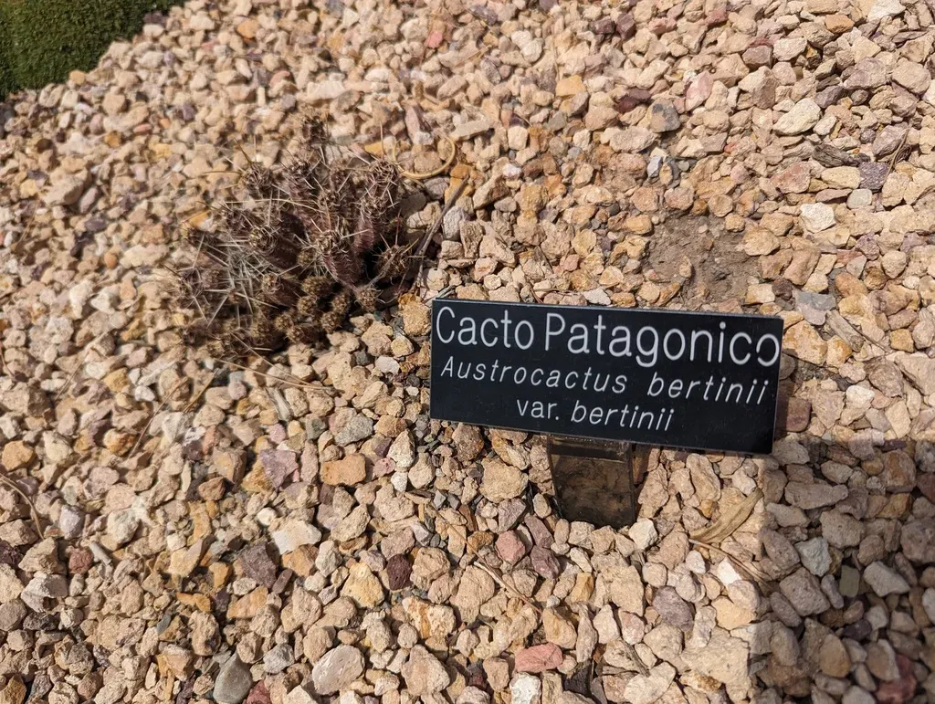 Austrocactus Bertinii