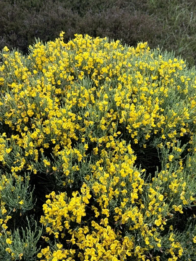 Pyrenean Broom