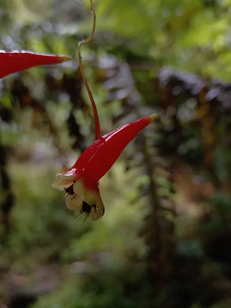 Tropaeolum Adpressum