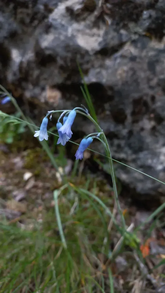 Pyrenean Bluebell