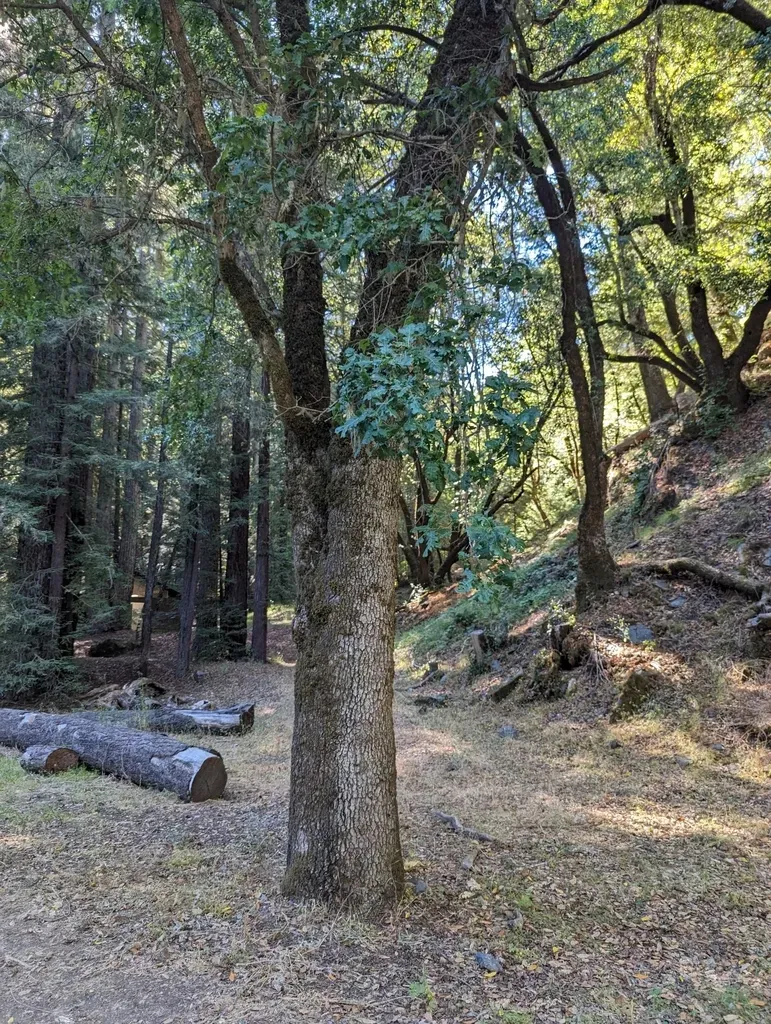 Oregon × Valley Oak