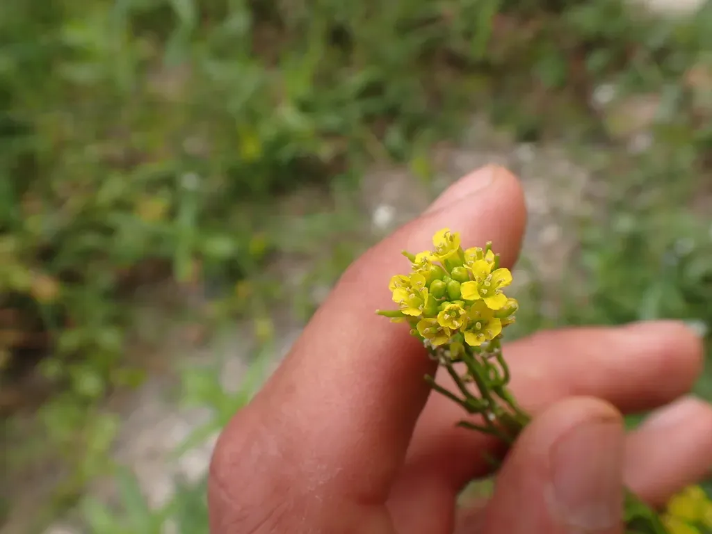 Medium-flowered Winter-cress