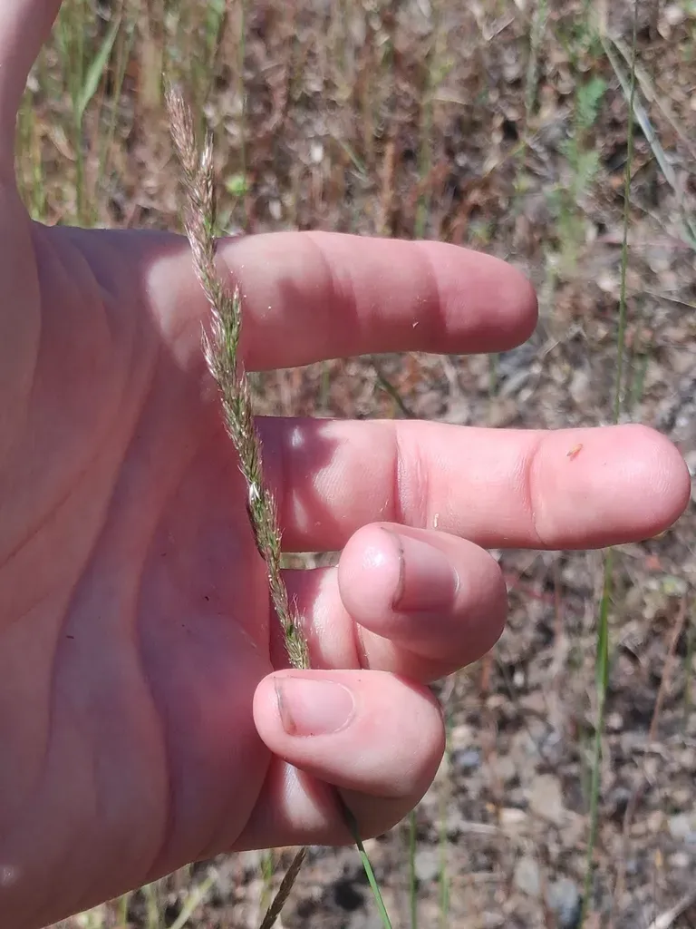 Small-leaf Bentgrass