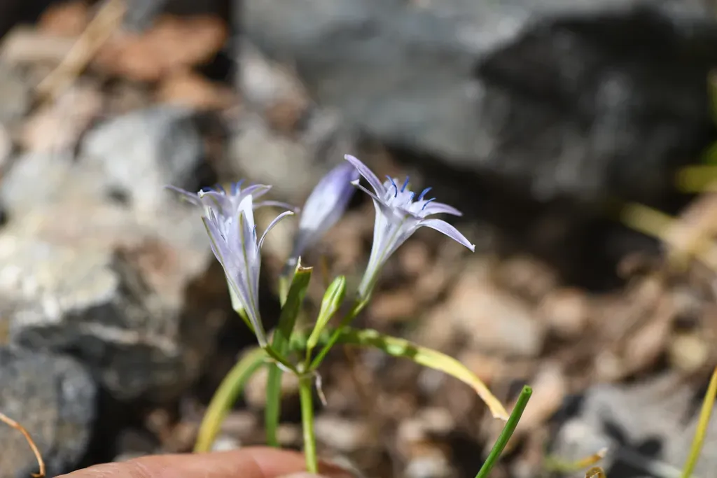Bridges' Brodiaea