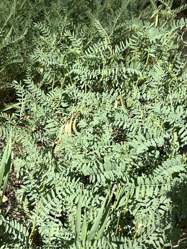 Rocky Mountain Milkvetch