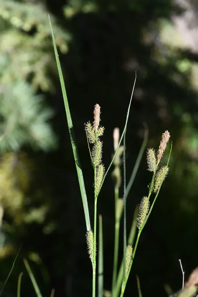 Yosemite Sedge